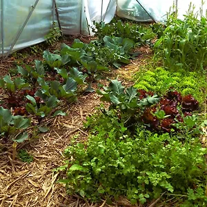 Arambha Ecovillage Farmstay Camping